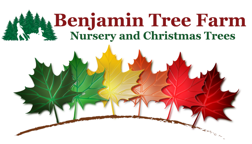 Benjamin Tree Farm
