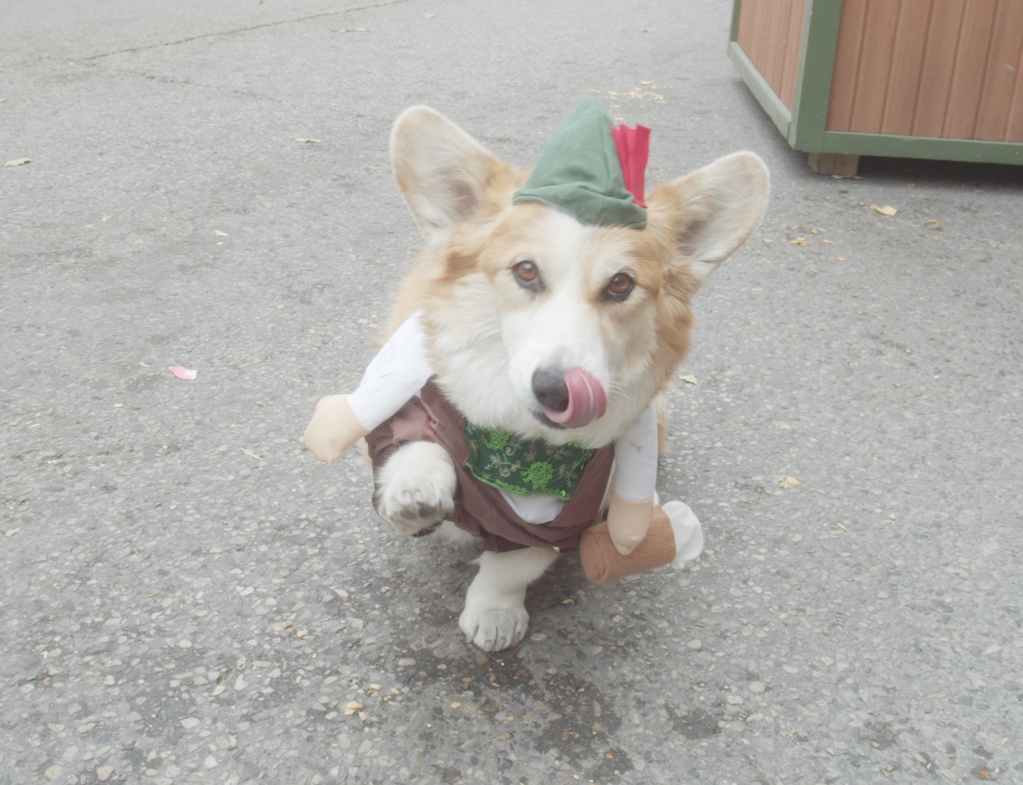 Dogtoberfest Dogtoberfest